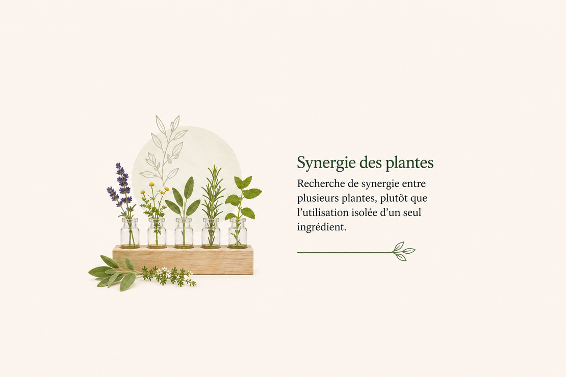 Mélange de plantes médicinales séchées dans des bols en céramique